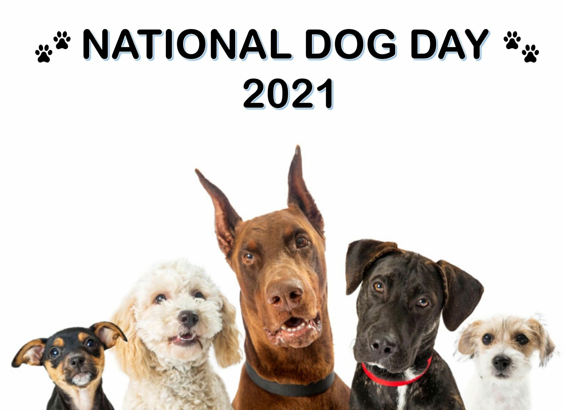 National Dog Day 2021! The Wolak Group